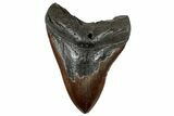 Fossil Megalodon Tooth - Chocolate Brown #325247-1